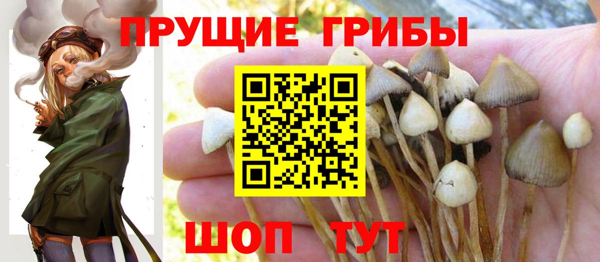 Псилоцибиновые грибы Psilocybine cubensis  Вход с VPN  Златоуст 
